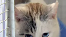 In sede. Gatto salvato e accudito dai volontari dell’Enpa