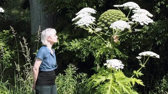 Pànace gigante Heracleum mantegazzianum