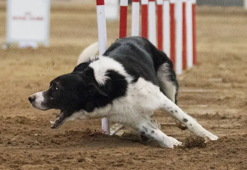 Travagliato, sfida di agility dog