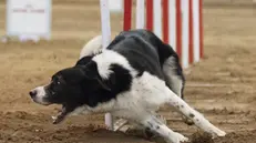 Travagliato, sfida di agility dog