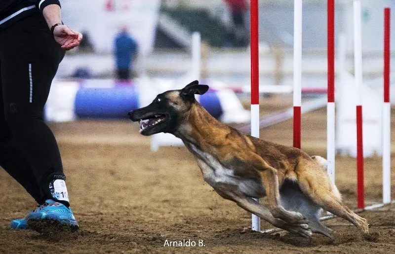 Travagliato, sfida di agility dog