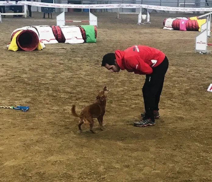 Travagliato, sfida di agility dog