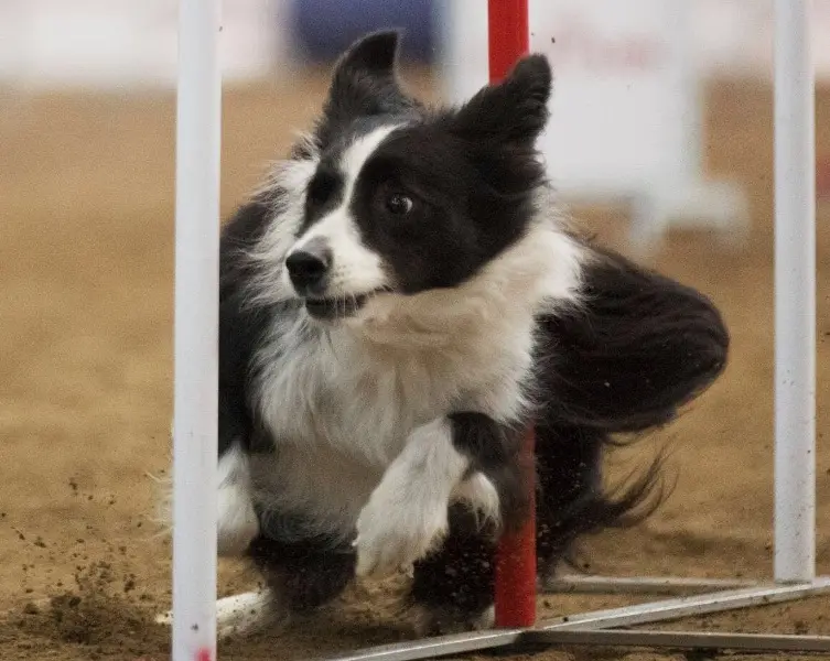 Travagliato, sfida di agility dog