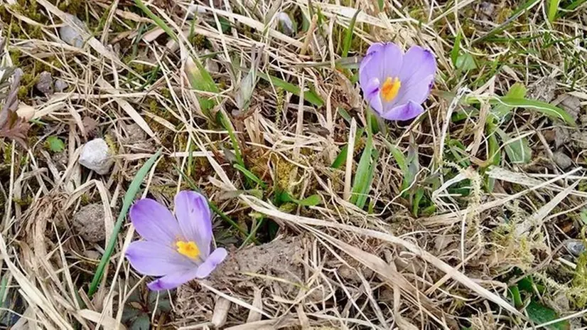 Una ricchezza della terra. Il fiore dello zafferano coltivato fin dal 1500 nei monasteri diffusi sul Garda