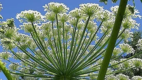 «Heracleum Mantegazzianum» (Penace di Mantegazzi) - Foto di archivio