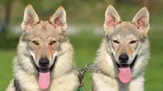 Due esemplari di cane lupo cecoslovacco