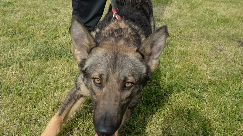 Un pastore tedesco © www.giornaledibrescia.it