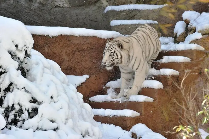 Gli animali del Bioparco di Roma alle prese con la neve