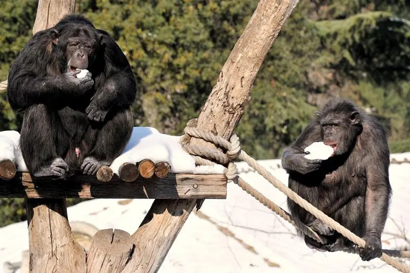 Gli animali del Bioparco di Roma alle prese con la neve