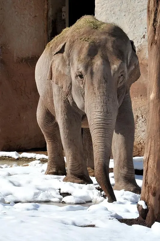 Gli animali del Bioparco di Roma alle prese con la neve