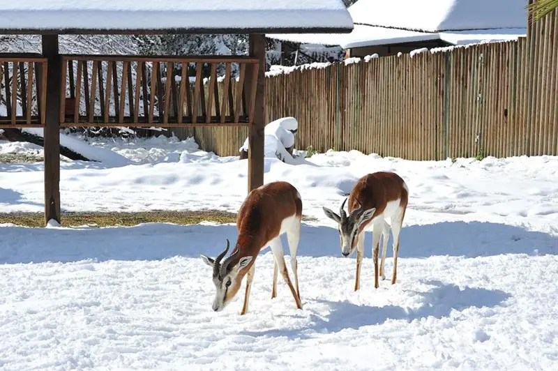 Gli animali del Bioparco di Roma alle prese con la neve