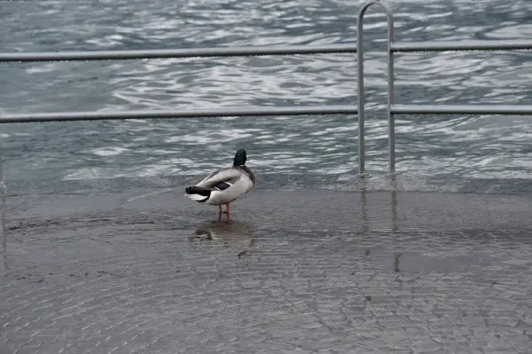 La pioggia gonfia il lago d'Iseo