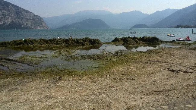La superficie del lago ricoperta dalle alghe © www.giornaledibrescia.it