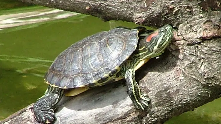 Trachemys Scripta Elegans