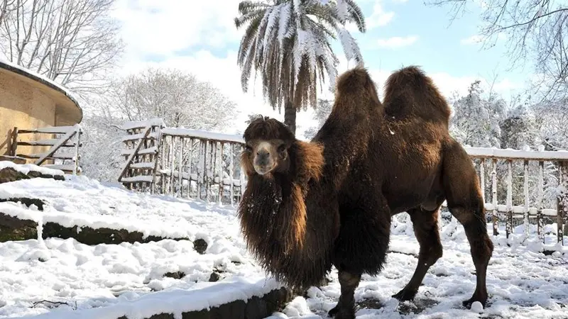 Un cammello tra la neve al Bioparco di Roma - Foto Ansa