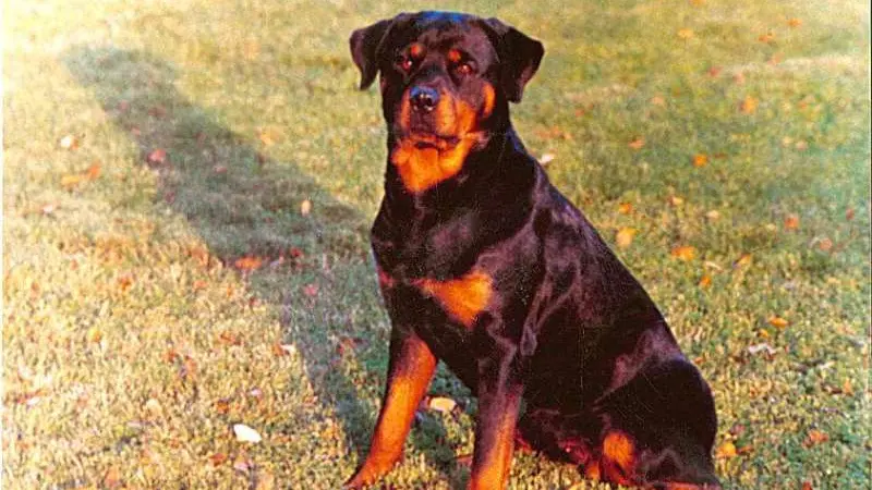 Un rottweiler (archivio)