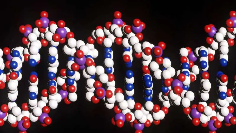 La catena del Dna