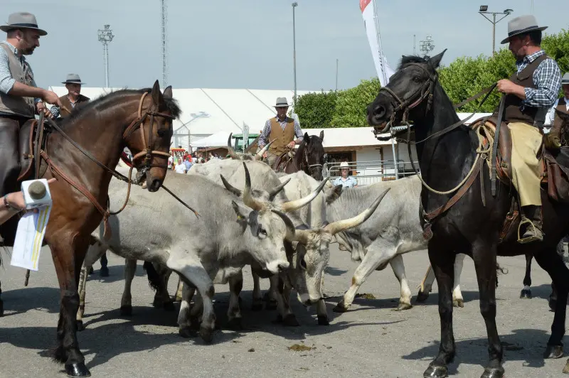 Travagliato Cavalli: In piazza con noi