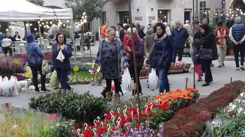 Come un giardino. Piante dall’Olanda l’anno scorso in piazza Statuto