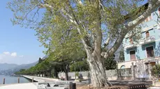 Il «piantù», l’albero monumentale del lungolago di  Maderno - © www.giornaledibrescia.it