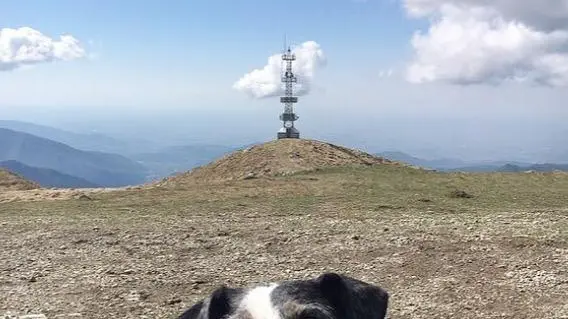 Alla ricerca di Wanda, la cagnolina smarrita