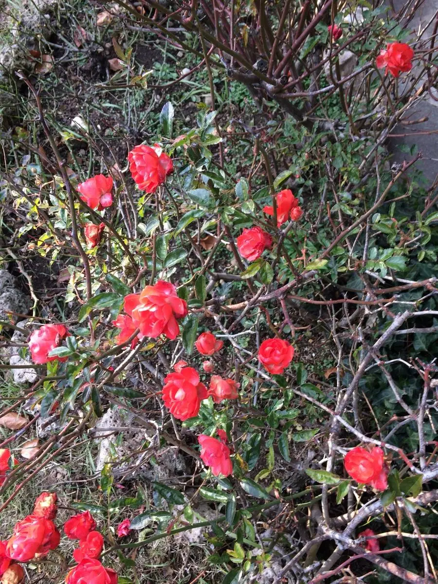 Le rose fiorite a Erbusco