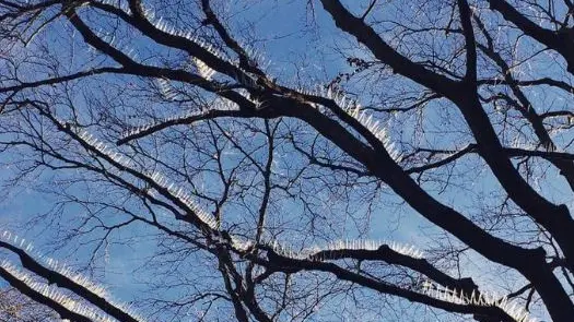 Gli spuntoni sugli alberi a Bristol - Foto Anna Francis/Twitter