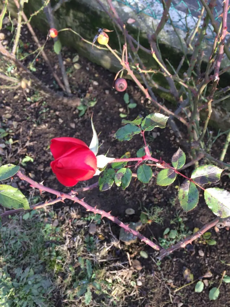 Le rose fiorite a Erbusco