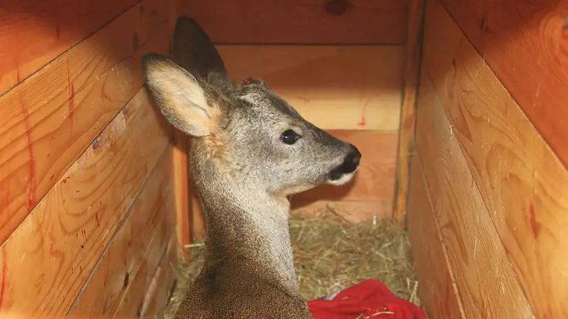 In salvo. L’animale è stato portato in un centro recupero fauna selvatica