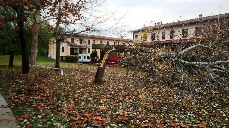 Alberi tagliati dal vandalo con motosega