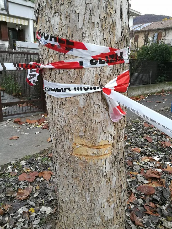 Alberi tagliati dal vandalo con motosega