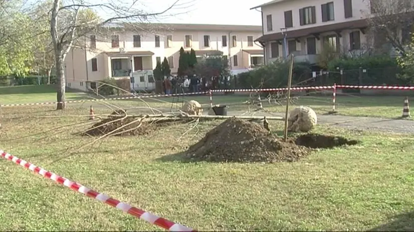 Gli alberi ripiantati a San Polo