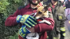 La cagnolina Magda con i Vigili del Fuoco volontari di Orzinuovi