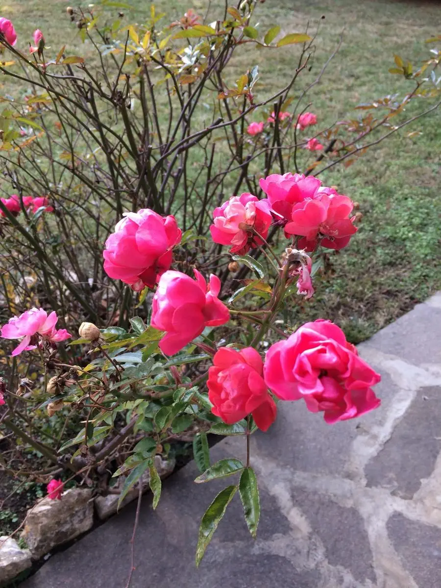 Le rose fiorite a Erbusco
