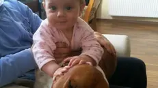 Victoria, la bimba di 13 mesi azzannata dai suoi due cani