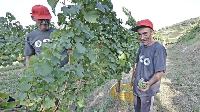 La vendemmia in anticipo
