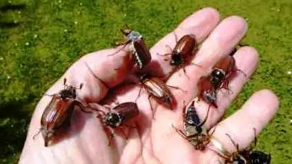 Il Nocivelli infestato dai maggiolini