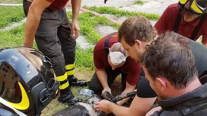 Tequila, il solo dei cani della cascina di Quinzano sopravvissuto all'incendio - © www.giornaledibrescia.it