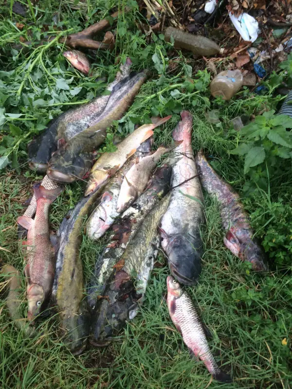 Moria di pesci dal Mella all'Oglio: allarme nella Bassa