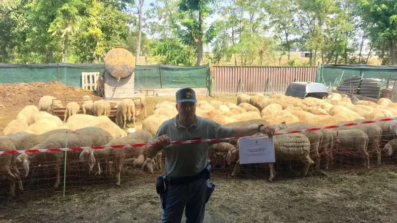 L'allevamento in cui sono intervenuti i Carabinieri forestali