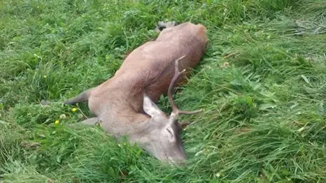 La carcassa abbandonata del cervo