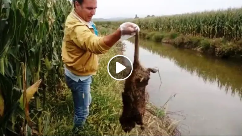 Il presidente del Consiglio comunale Rino Polloni con una nutria - © www.giornaledibrescia.it