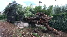 L'albero caduto su una centralina del gas