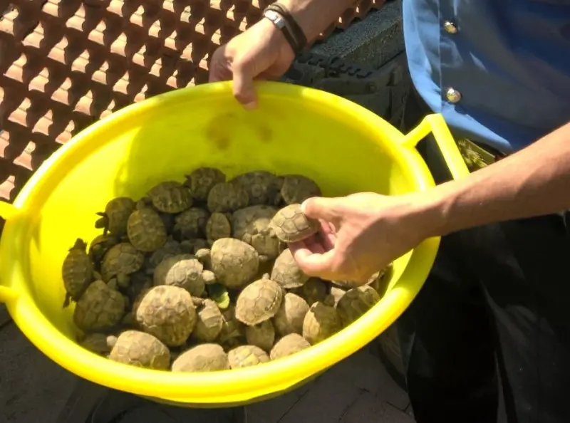 Allevamento abusivo di tartarughe scoperto a Montichiari