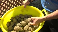 Allevamento abusivo di tartarughe scoperto a Montichiari