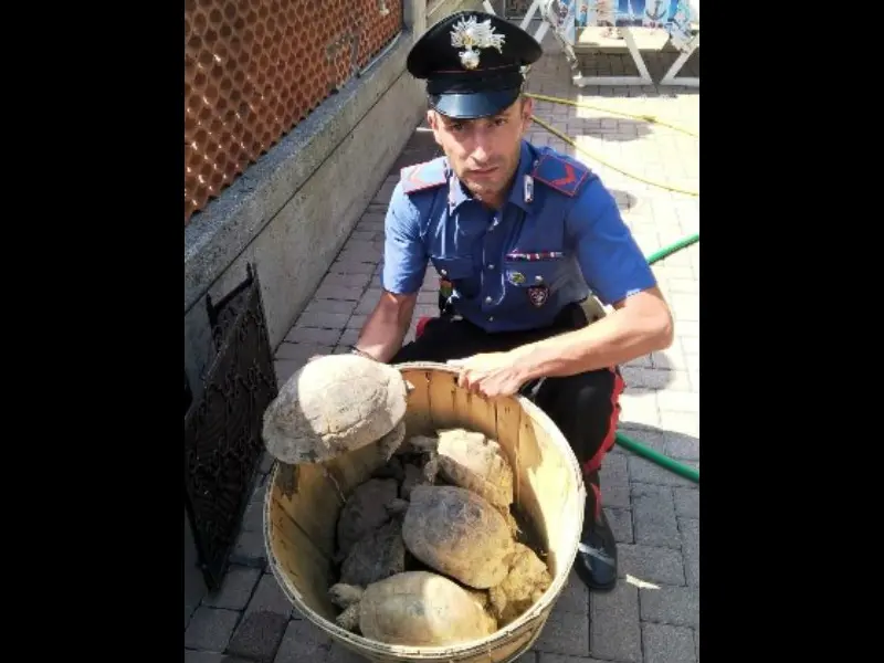 Allevamento abusivo di tartarughe scoperto a Montichiari