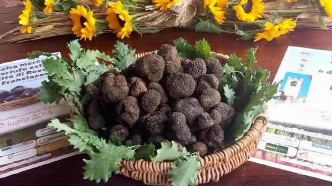 Gusto pregiato. Rovato punta a rimettere in moto la produzione di tartufi franciacortini