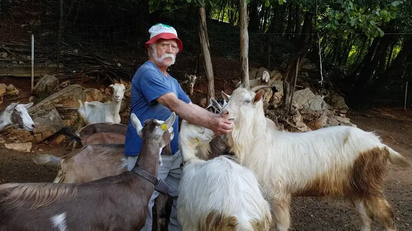 Bruno Tramonte con il suo gregge al pascolo nel verde di Bovezzo