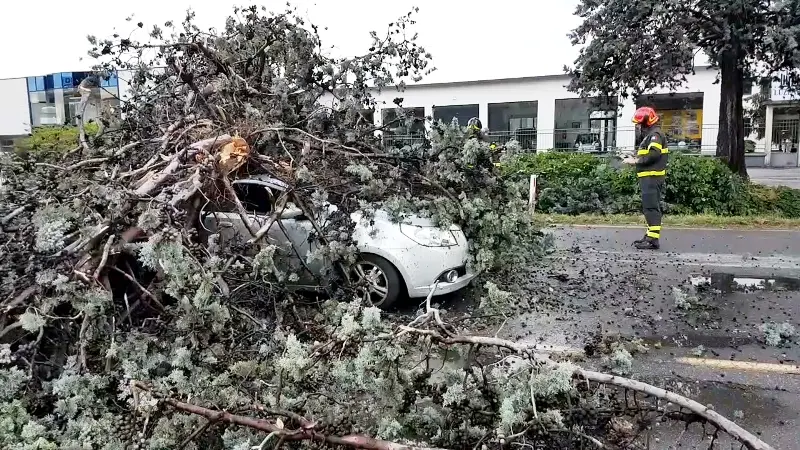 Mandolossa, una pianta è precipitata su un'auto