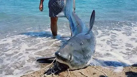 Squalo volpe da 200 kg pescato nel Crotonese - Foto Ansa